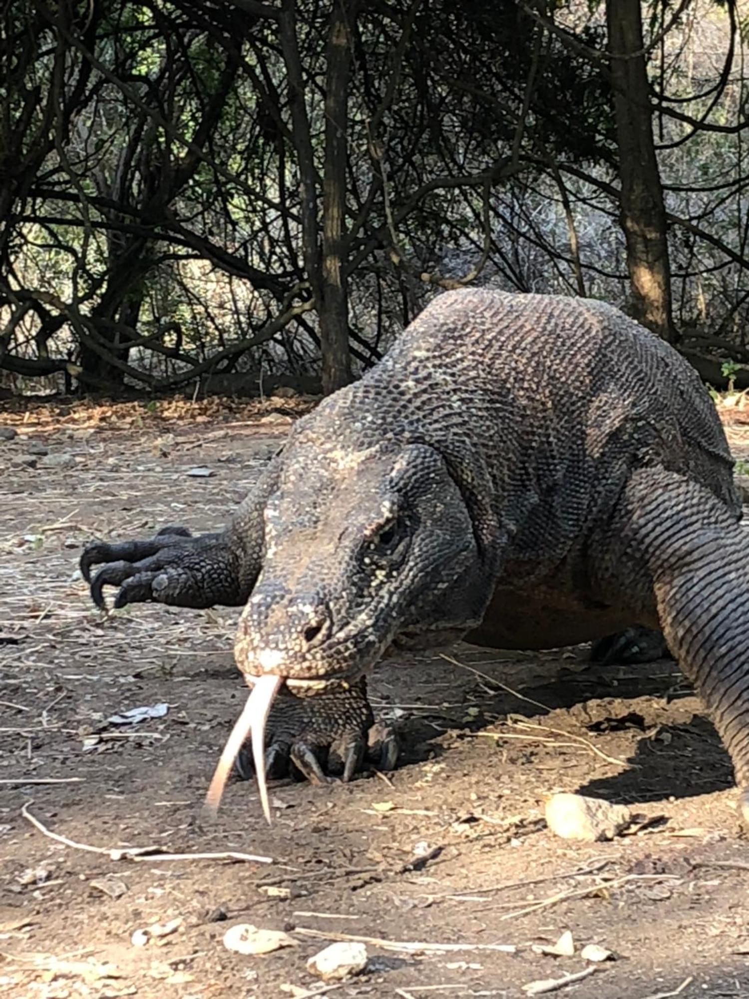 Dua Putri Komodo Homestay Dış mekan fotoğraf
