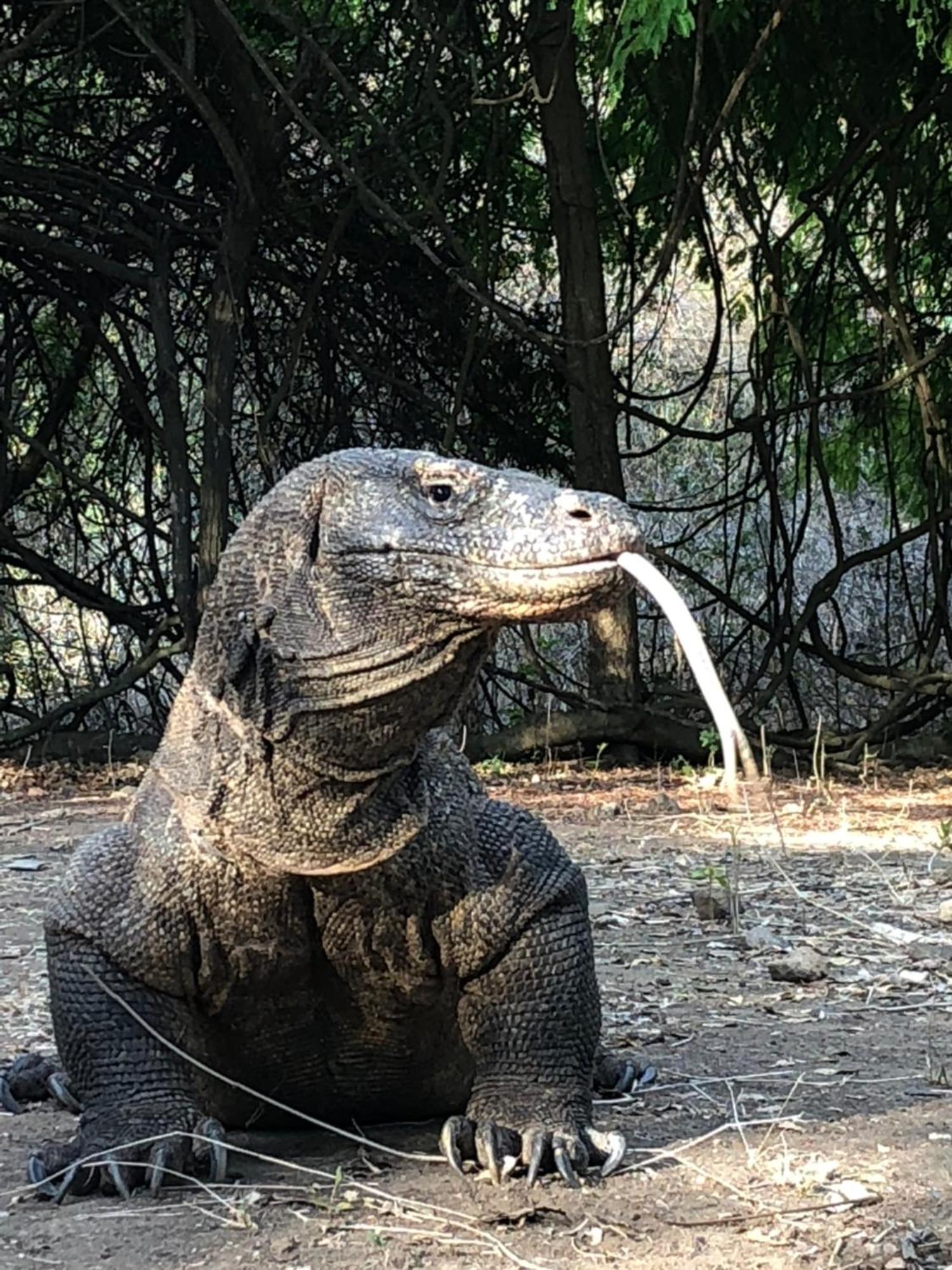 Dua Putri Komodo Homestay Dış mekan fotoğraf
