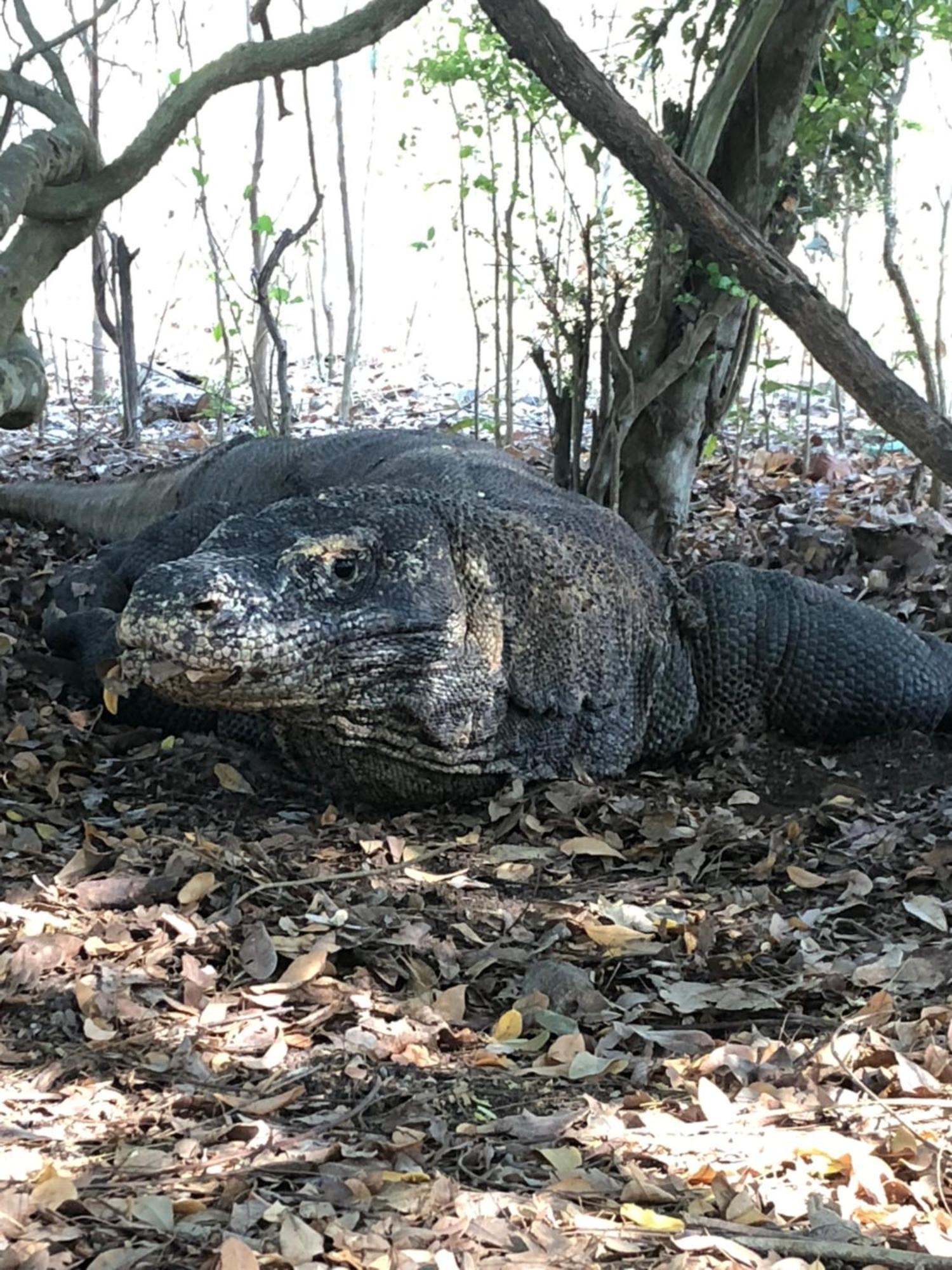 Dua Putri Komodo Homestay Dış mekan fotoğraf