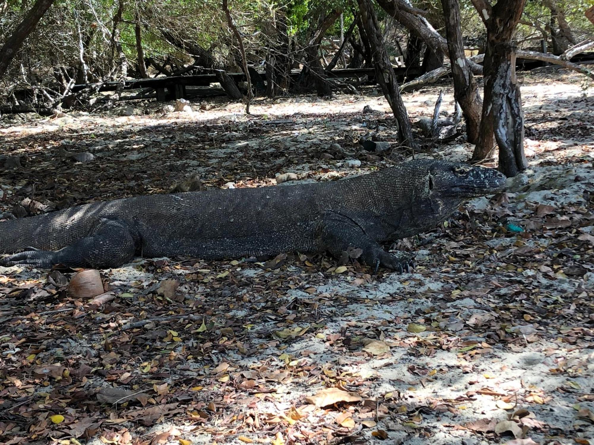 Dua Putri Komodo Homestay Dış mekan fotoğraf