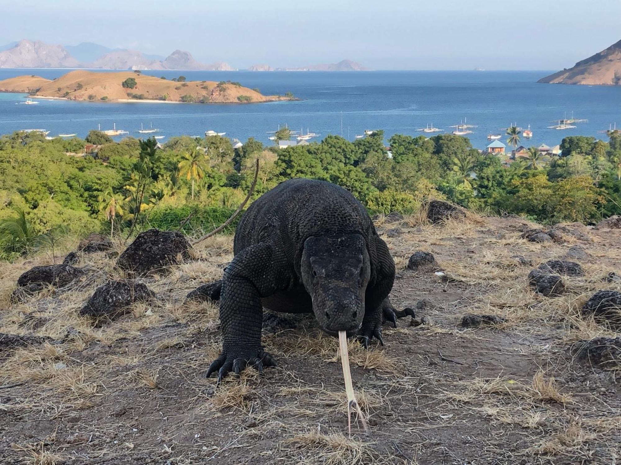 Dua Putri Komodo Homestay Dış mekan fotoğraf